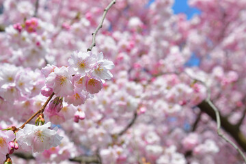 Paris, France. Cherry blossoms in bloom at Parc Monceau. March 15, 2025.