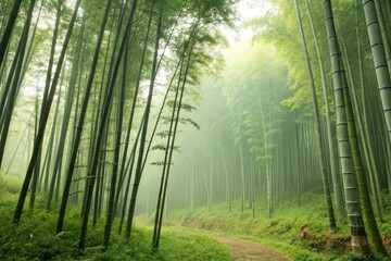 Fototapeta premium Serene bamboo forest path invites peaceful exploration amid tall slender stalks and soft green light filtering through the canopy