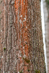 Fototapeta premium Nature. Trentepohlia algae growing on a tree in forest.