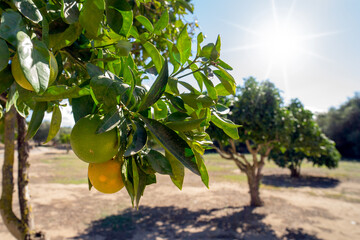 Citrus is a genus of flowering trees and shrubs in the family Rutaceae. Plants in the genus produce...