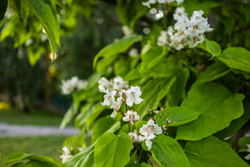 Beautiful catalpa blossom. White catalpa flowers and green leaves. Beautiful background. Catalpa flowers and leaves sway in the wind.