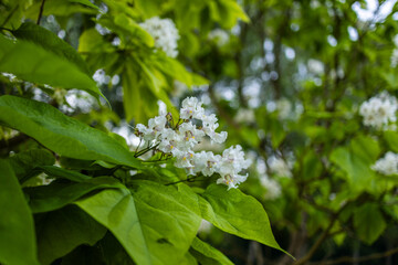 Beautiful catalpa blossom. White catalpa flowers and green leaves. Beautiful background. Catalpa flowers and leaves sway in the wind.
