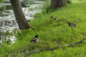 Ducks lie and walk on the green grass. Ducks rest and clean their feathers. Beautiful trees and lake, river in the background. Duck family.