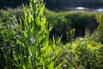Sunlight illuminates vibrant green wild plants growing densely in a natural setting. In the background, tall grasses and trees create a lush, peaceful atmosphere soft shadows adding depth to the image