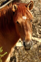 Obraz premium Portrait of a Wild Horse 