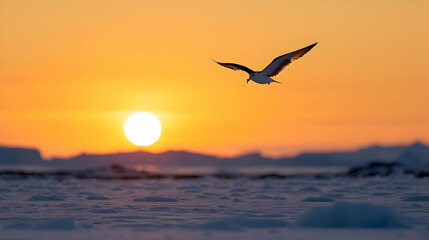 Fototapeta premium Arctic Sunset With Silhouette Gull