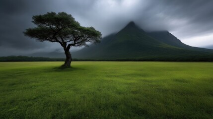 Obraz premium Solitary tree in a lush meadow, misty mountain backdrop