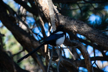 Magpie in a tree