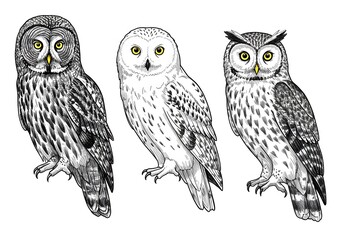 Majestic Owls Trio: Great Grey, Snowy, and Spectacled Owls in Detailed Ink Drawings