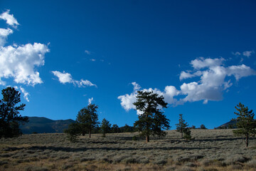 Fototapeta premium pine trees up the hill
