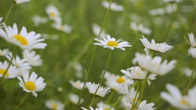 Field of White Daisies in Wind Swaying Close up. White Blooming Chamomile Flowers Summer Field Meadow Close-up. Wildflowers in Nature Spring. Environmental Conservation, Ecosystem. Beautiful Daises.