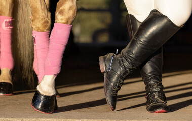Horse and equestrian legs