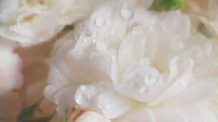 close-up of white rose petals with water droplets, exuding freshness and purity. Ideal as a background for cosmetic, wellness, and perfume products. - Powered by Adobe
