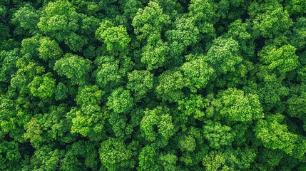 Naklejka premium Lush green forest canopy