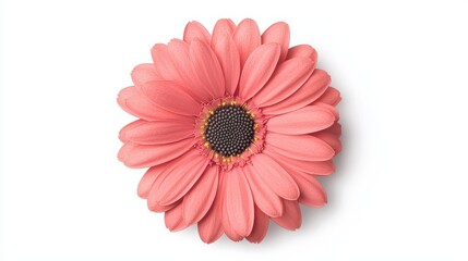 A vibrant pink flower with layered petals and a dark center, showcasing beauty and elegance.