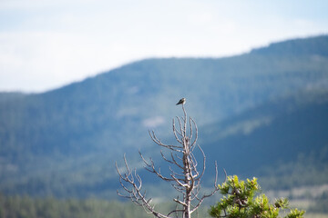 bird perched on a dead tree top