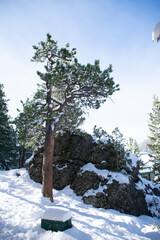 snow covered pine in front of a boulder in winter