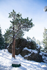 snow covered pine in front of a boulder in winter