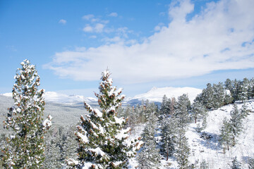 Pine tree tops covered in snow