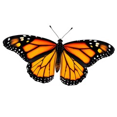 Fototapeta premium butterfly on white background