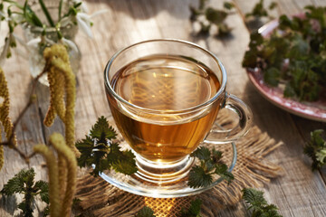 A cup of herbal tea with fresh young stinging nettle leaves harvested in early spring