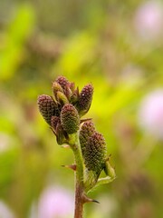 Thistle Bloom Close-up, Textured Buds, Natural Light