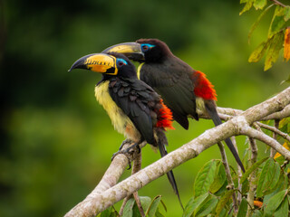 red billed toucan