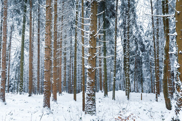 Snowy Forest in Switzerland, trees are covered with snow, winter scene
