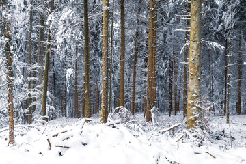 Snow covered pine trees in winter forest. Winter forest with trees.
