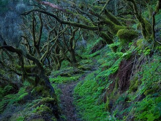 Whispers of the Enchanted Forest: El Hierro’s Mystical Trail, Canary Islands, Spain