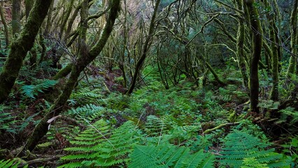 Fern-Filled Wilderness of Los Carboneros Trail on El Hierro, Canary Islands, Spain