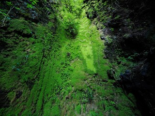 Obraz premium Verdant Mossy Wall at Fuente de Mencáfete, El Hierro, Canary Islands, Spain