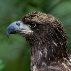 Adolescence Eagle
