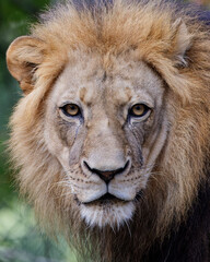 Elderly Lion