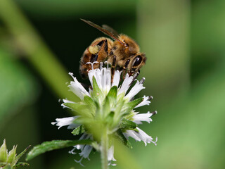 bee on a flower