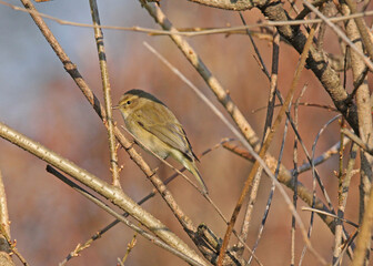 Luì piccolo (Phylloscopus collybita)