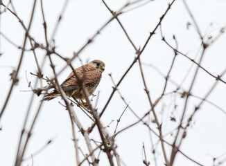 Gheppio (Falco tinnunculus) in attesa su un posatoio