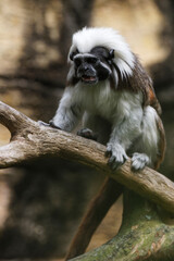 Angry Tamarin