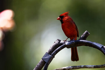 Cardinal Watch