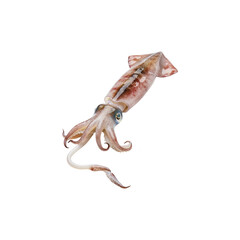 Obraz premium Squid isolated on transparent background. Squid png