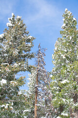 snow on the pines