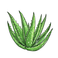 Hand-drawn painting of colorful Aloe Vera. Trendy abstract minimal style. Natural fresh. Vector illustration isolated on white background, vector illustration	