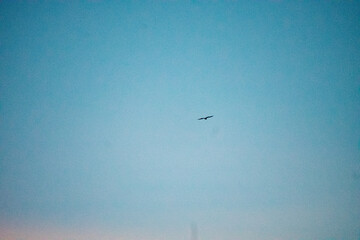 silhouette of a bird in the fading sky