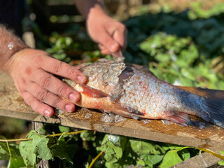 Fisherman cleaning freshly caught fish on wooden board outdoors