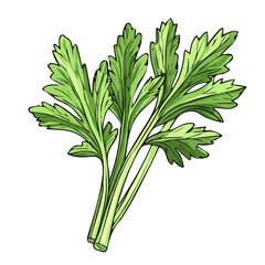 Hand-drawn painting of colorful green Celery Leaves. Trendy abstract minimal style. Natural fresh. Vector illustration isolated on white background, vector illustration, Eps