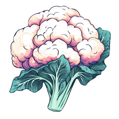 Hand-drawn painting of colorful Cauliflower. Trendy abstract minimal style. Natural fresh. Vector illustration isolated on white background, vector illustration, Eps