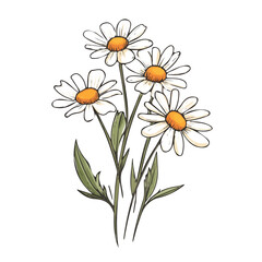 Fototapeta premium Hand-drawn painting of colorful Chamomile branch flower. Trendy abstract minimal style. Natural fresh. Vector illustration isolated on white background, vector illustration, Eps