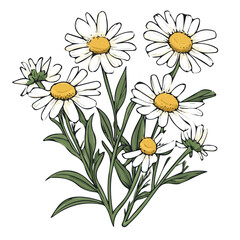 Hand-drawn painting of colorful Chamomile branch flower. Trendy abstract minimal style. Natural fresh. Vector illustration isolated on white background, vector illustration, Eps
