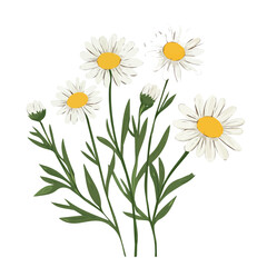Hand-drawn painting of colorful Chamomile branch flower. Trendy abstract minimal style. Natural fresh. Vector illustration isolated on white background, vector illustration, Eps