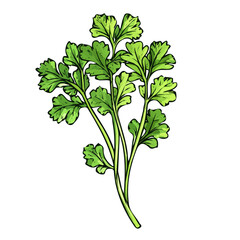 Hand-drawn painting of colorful Cilantro branch. Trendy abstract minimal style. Natural fresh. Vector illustration isolated on white background, vector illustration	